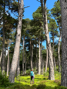  An Impressionistic Day in the Woods 
